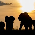 Silhoutte of Elephants