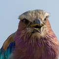 Lilac breasted roller in close-up