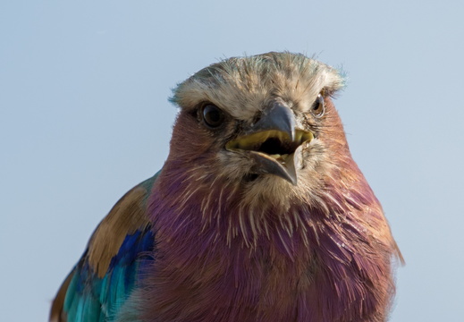 Lilac breasted roller in close-up