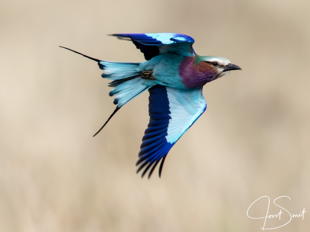Lilac breasted roller in flight