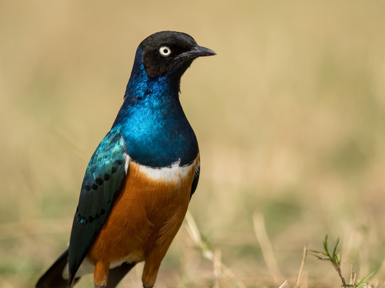 Superb Starling basking in the sunlight