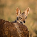 Jackal in the Masai Mara