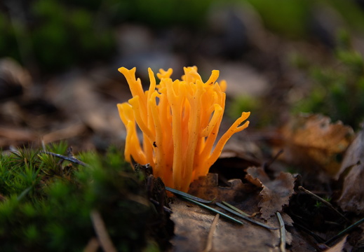 Orange mushrooms in the forest