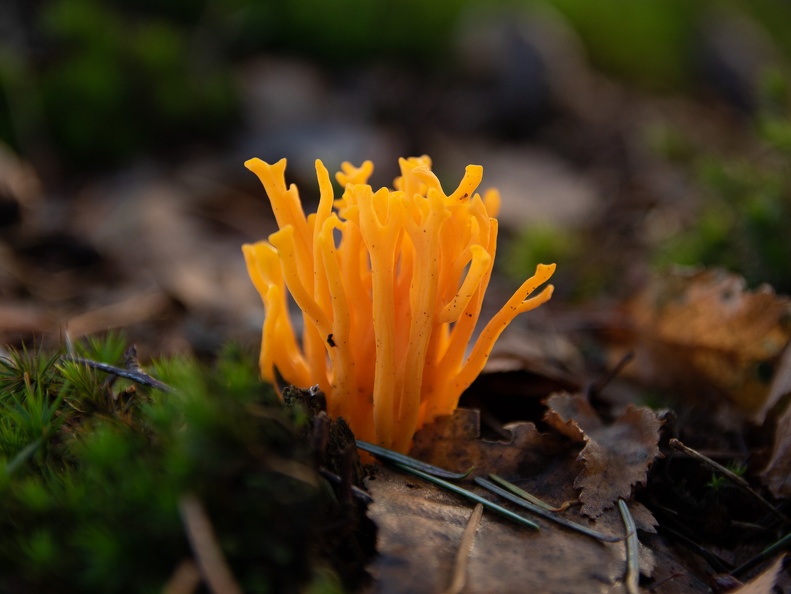 Orange mushrooms in the forest