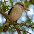 Brown-hooded Kingfisher.jpg