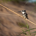 Pied Kingfisher.jpg