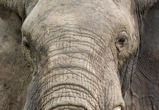 Elephant closeup