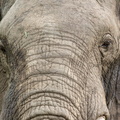 Elephant closeup.jpg