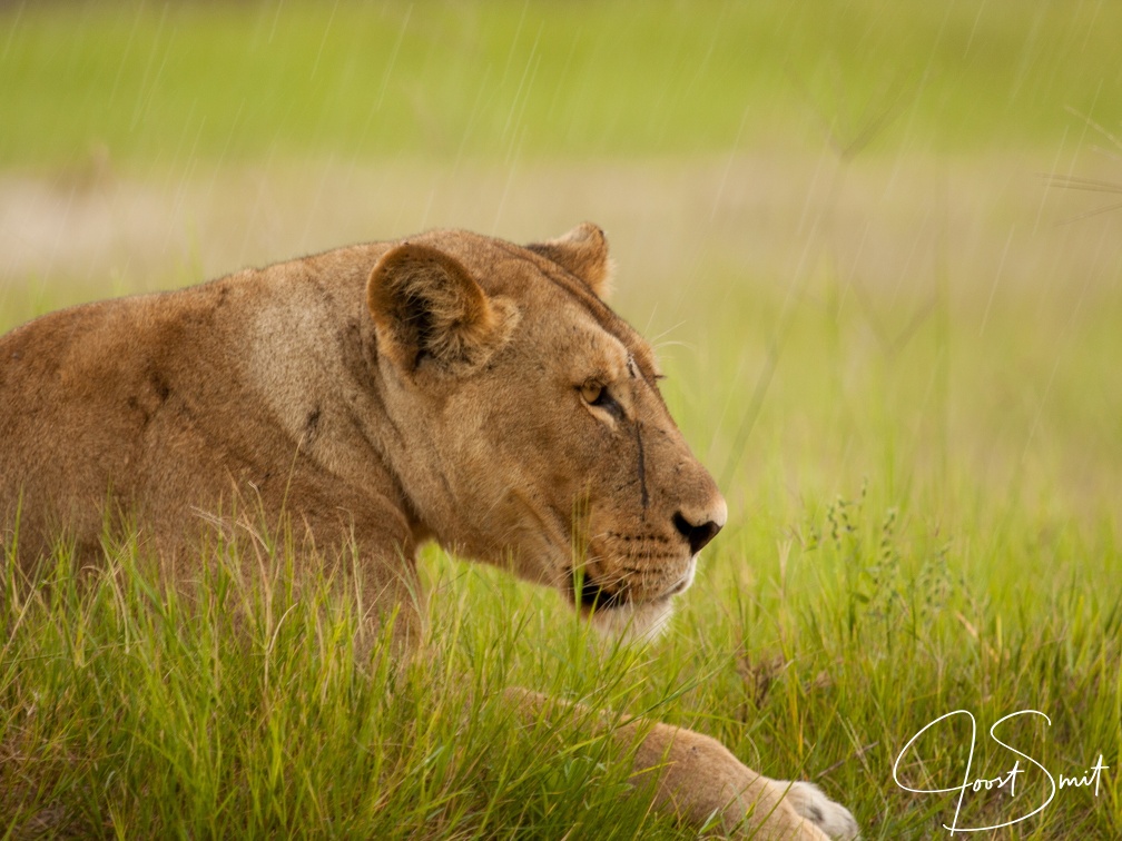 Lion in the rain