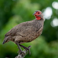 Swainson's Francolin.jpg