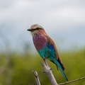 Lilac breasted roller in Chobe