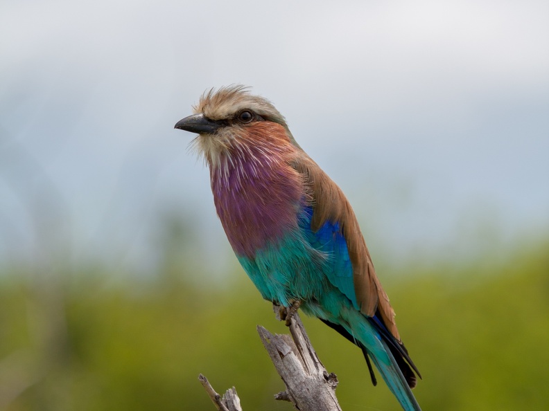Lilac breasted roller in Chobe