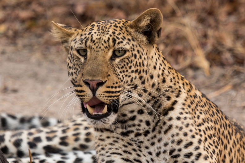 Leopard stare.jpg
