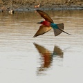 Carmine bee-eater on the water