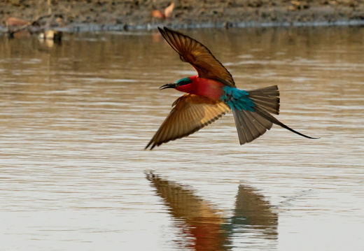Carmine bee-eater on the water