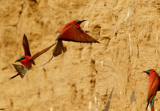 Carmine bee-eaters in flight