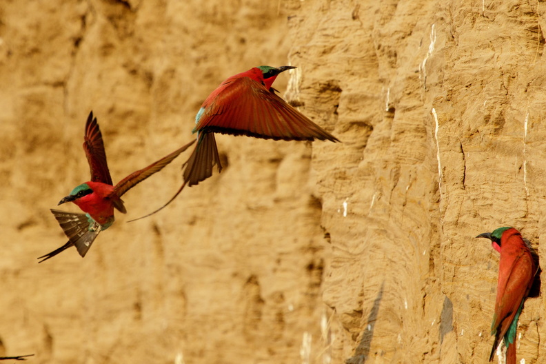 Carmine bee-eaters in flight.jpg
