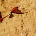 Carmine bee-eaters in flight.jpg