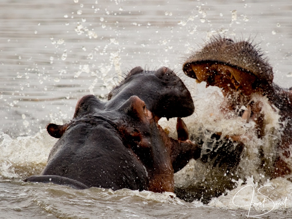 Fighting hippos