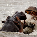 Fighting hippos.jpg