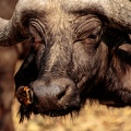 Buffalo with Oxpecker