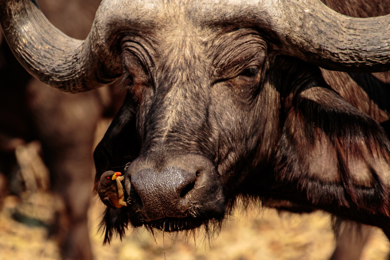 Buffalo with Oxpecker.jpg