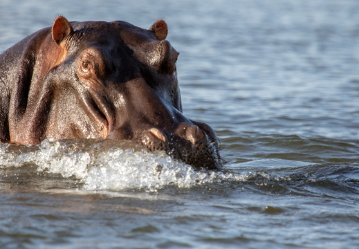 Hippo surfacing