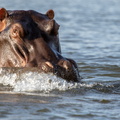 Hippo surfacing.jpg