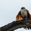 White-browed Coucal opening its wings