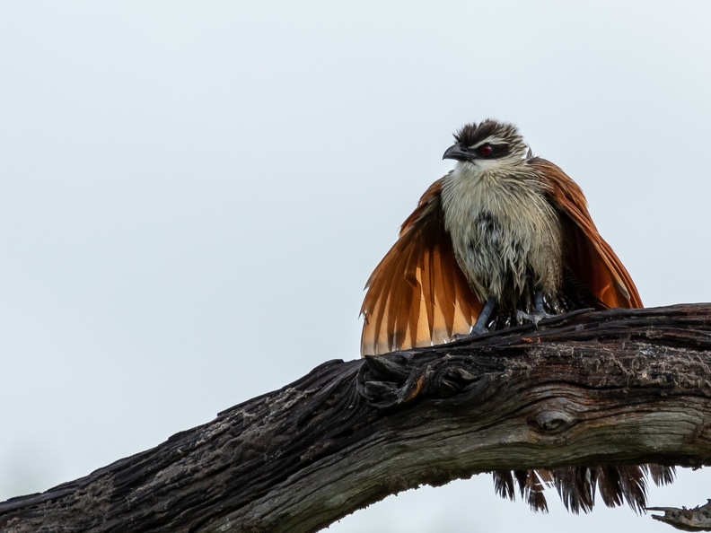 White-browed Coucal opening its wings