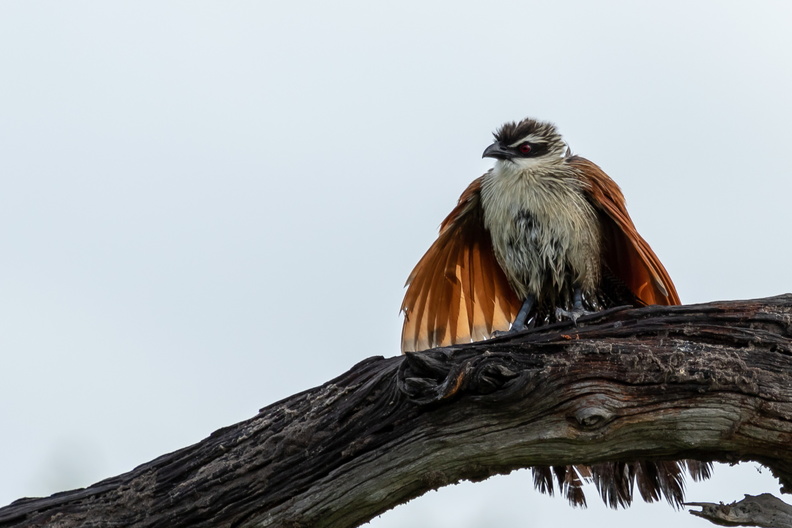 White-browed Coucal opening its wings.jpg