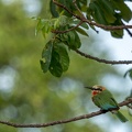 White-fronted bee-eater resting on a branch