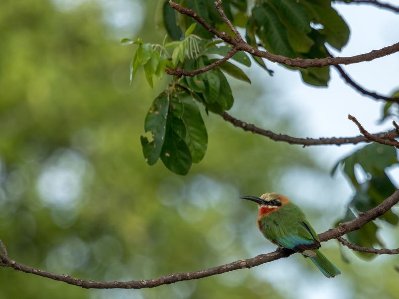 White-fronted bee-eater resting on a branch