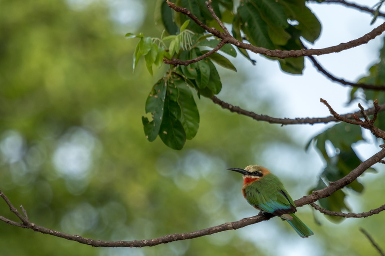 White-fronted bee-eater resting on a branch.jpg