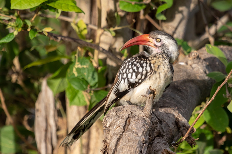 Red-billed hornbill.jpg