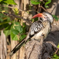 Red-billed hornbill.jpg