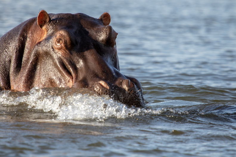Hippo surfacing.jpg