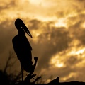 Silhouette of an Open-billed Stork