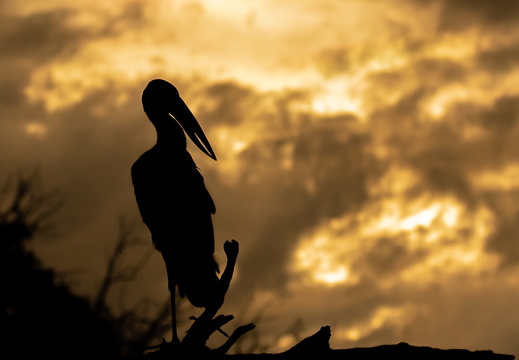 Silhouette of an Open-billed Stork