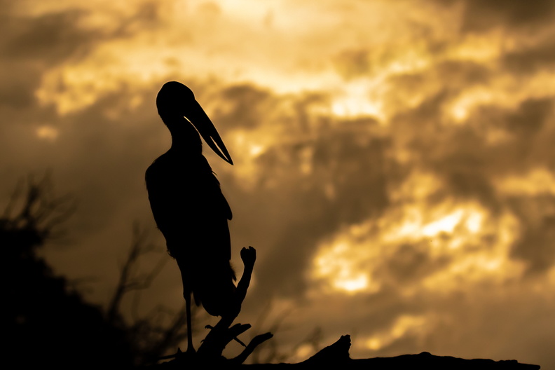 Silhouette of an Open-billed Stork.jpg
