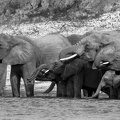 Elephant family drinking in the Chobe river
