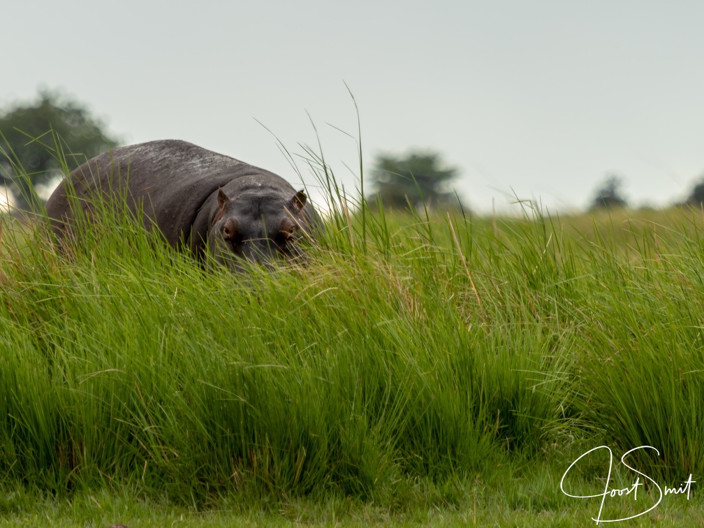 Hippo hiding in the tall grass