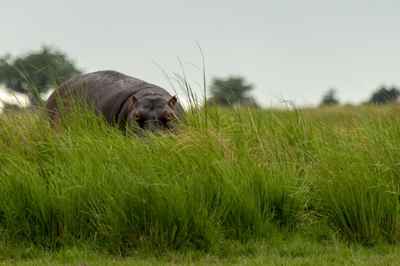Hippo hiding in the tall grass.jpg