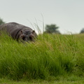 Hippo hiding in the tall grass.jpg