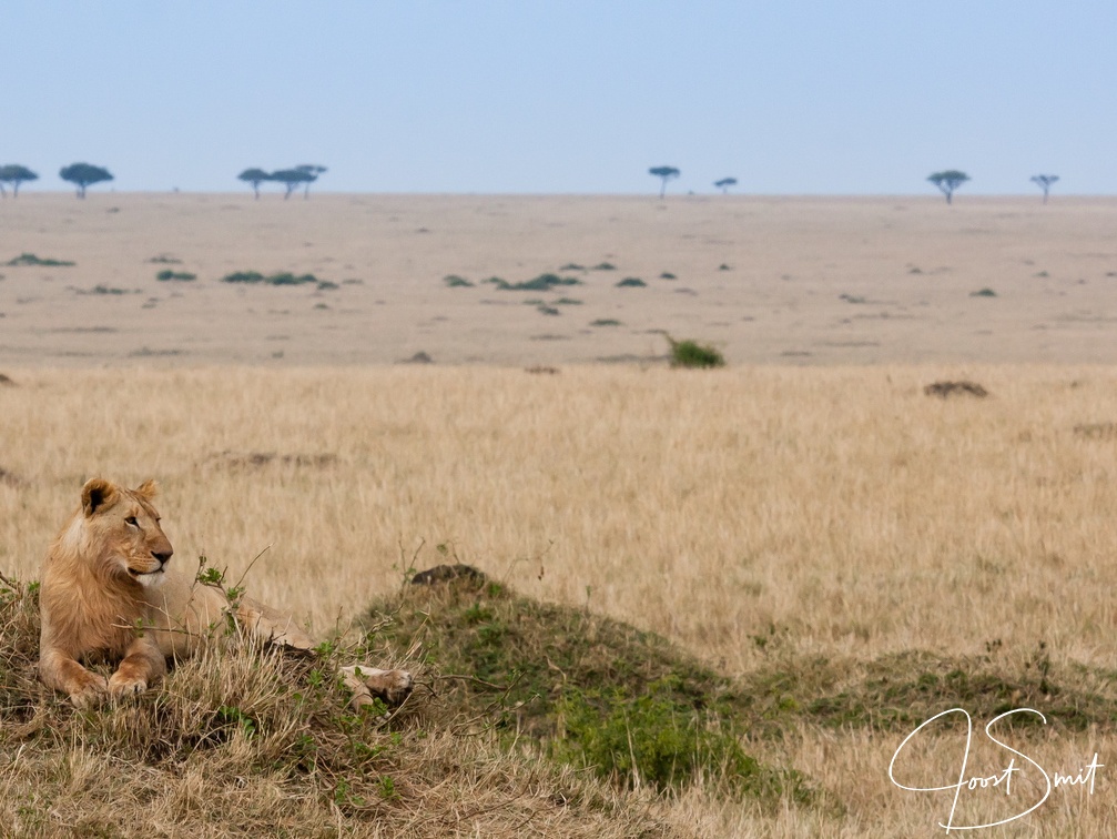 Lion resting in the Mara
