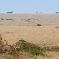 Lion resting in the Mara.jpg