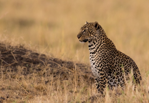 Leopard in the Masai Mara