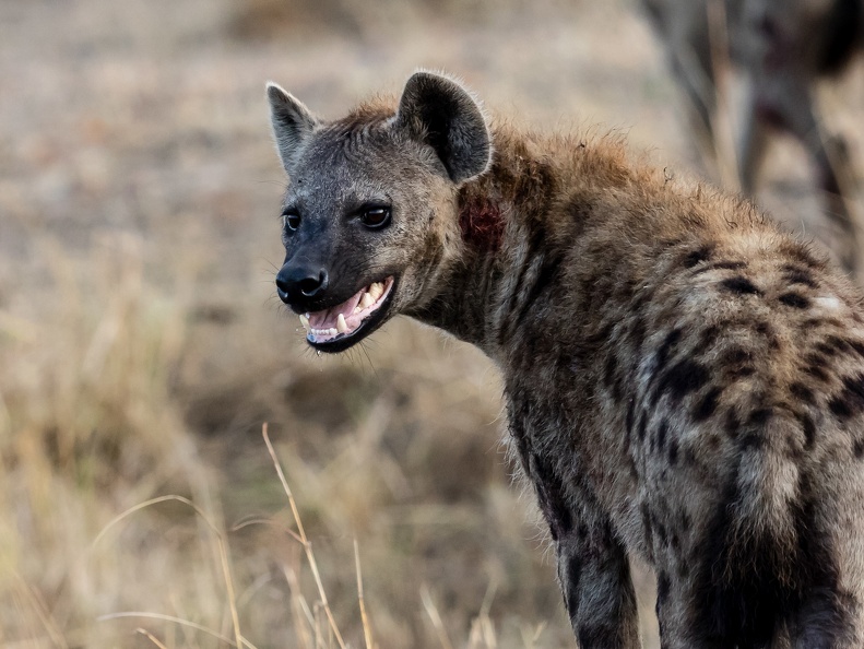 Hyena in the Mara