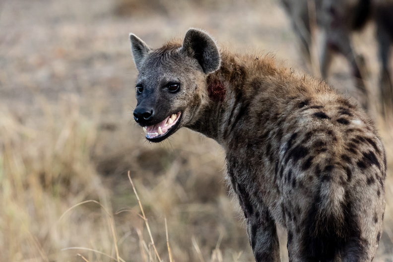 Hyena in the Mara.jpg