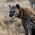 Hyena in the Mara.jpg